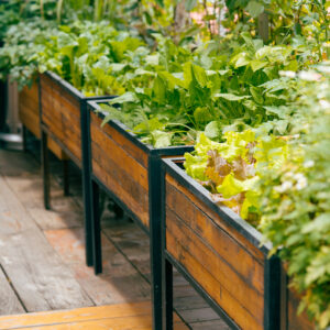 Cama de cultivo "Madera Elevada"