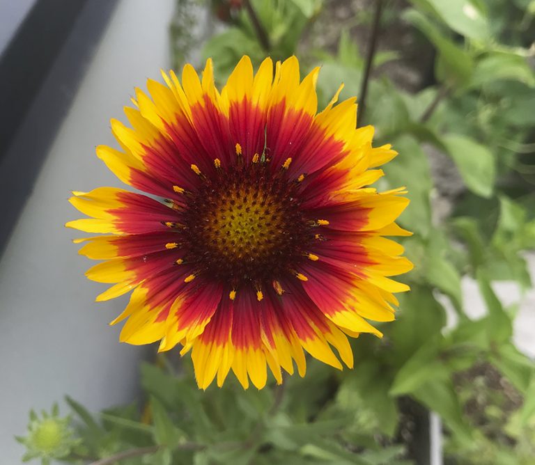 Daisy Gloriosa Sitopia