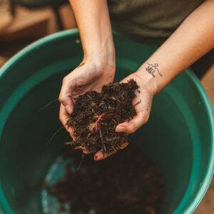 Núcleo de lombriz Roja Californiana