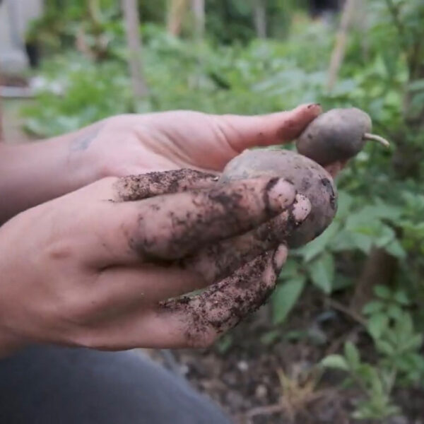 Diplomado Agricultura Urbana Regenerativa - Online - Imagen 4