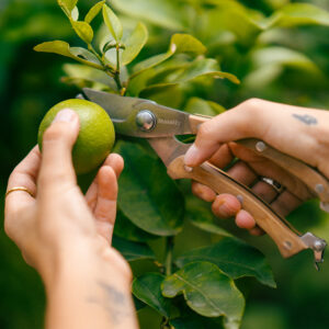 Tijeras de jardinería Mossify